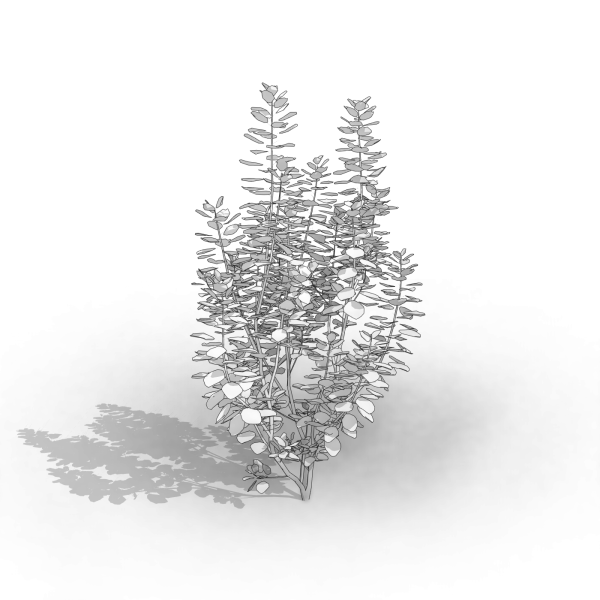 arquishrubpack04_Smoke Tree x 3 scalable - Image 38