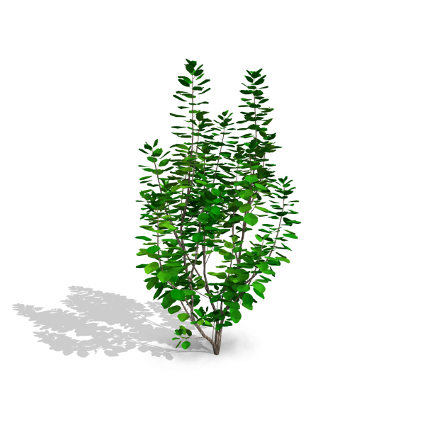 arquishrubpack04_Smoke Tree x 3 scalable - Image 39