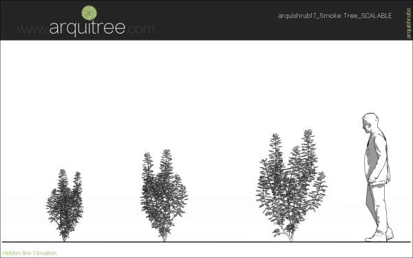arquishrubpack04_Smoke Tree x 3 scalable - Image 40