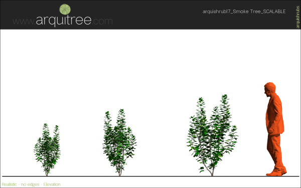 arquishrubpack04_Smoke Tree x 3 scalable - Image 31