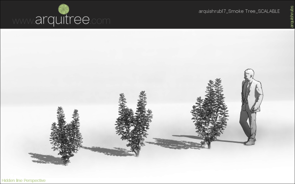 arquishrubpack04_Smoke Tree x 3 scalable - Image 32