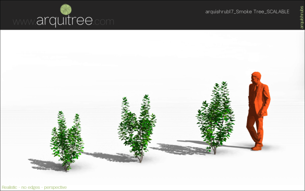 arquishrubpack04_Smoke Tree x 3 scalable - Image 33