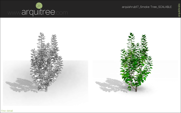 arquishrubpack04_Smoke Tree x 3 scalable - Image 37