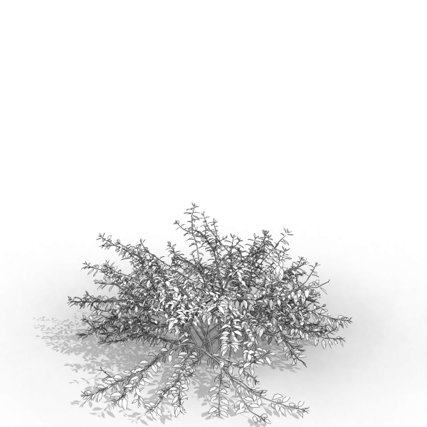 arquishrubpack05_Glossy Abelia x 3 scalable - Image 16