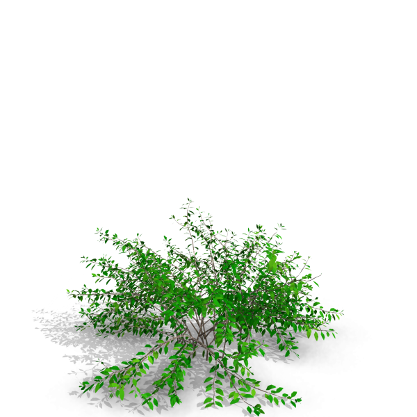 arquishrubpack05_Glossy Abelia x 3 scalable - Image 17