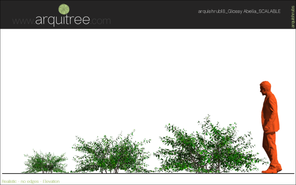 arquishrubpack05_Glossy Abelia x 3 scalable - Image 19