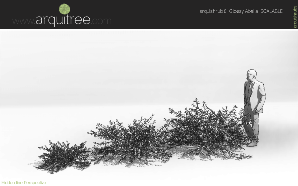 arquishrubpack05_Glossy Abelia x 3 scalable - Image 20
