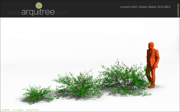 arquishrubpack05_Glossy Abelia x 3 scalable - Image 11