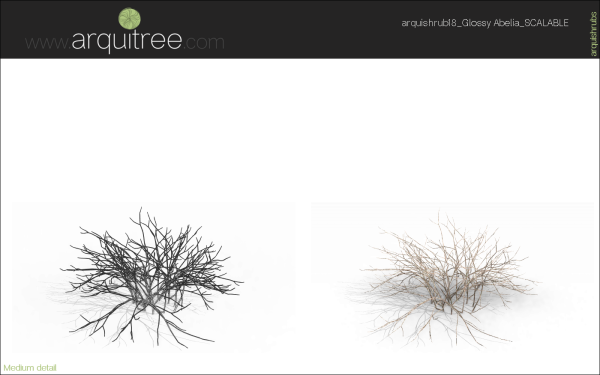 arquishrubpack05_Glossy Abelia x 3 scalable - Image 14