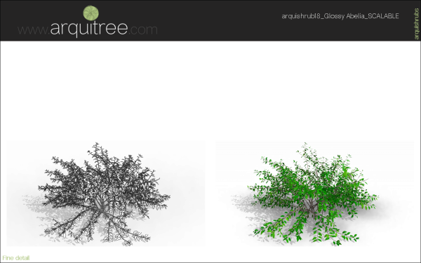 arquishrubpack05_Glossy Abelia x 3 scalable - Image 15