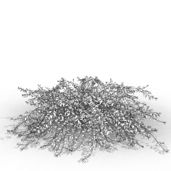 arquishrubpack05_Glossy Abelia x 3 scalable - Image 30