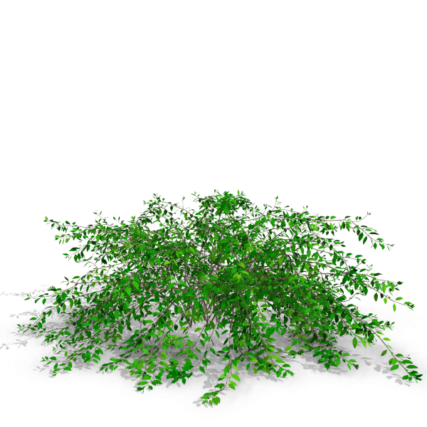 arquishrubpack05_Glossy Abelia x 3 scalable - Image 29