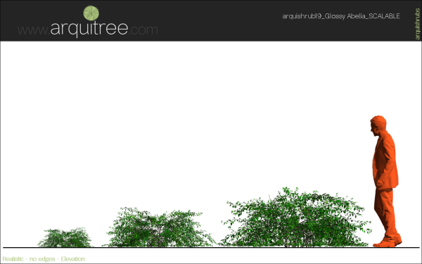 arquishrubpack05_Glossy Abelia x 3 scalable - Image 27