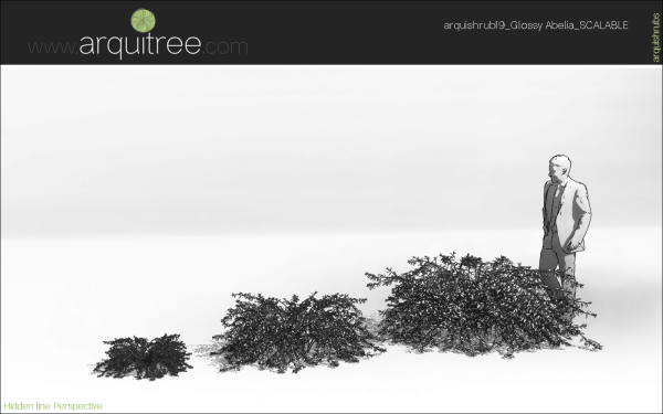 arquishrubpack05_Glossy Abelia x 3 scalable - Image 26