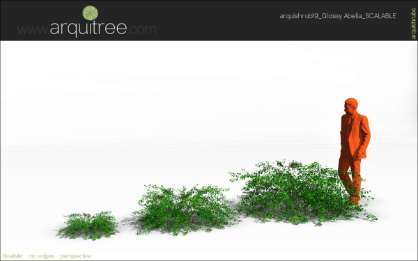 arquishrubpack05_Glossy Abelia x 3 scalable - Image 25