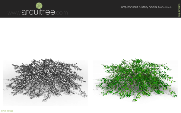 arquishrubpack05_Glossy Abelia x 3 scalable - Image 21