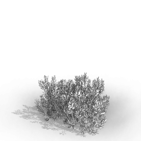 arquishrubpack06_Southern Wax Myrtle x 3 scalable - Image 11