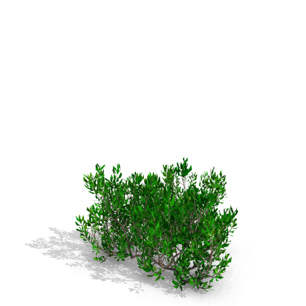 arquishrubpack06_Southern Wax Myrtle x 3 scalable - Image 12