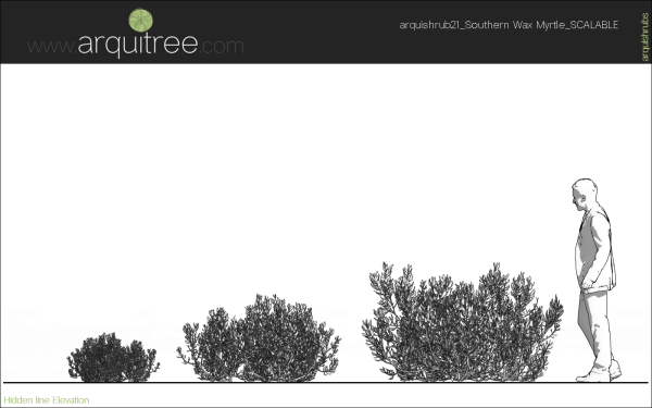 arquishrubpack06_Southern Wax Myrtle x 3 scalable - Image 13
