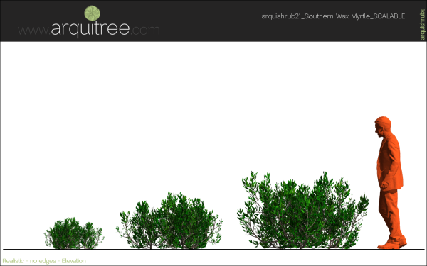 arquishrubpack06_Southern Wax Myrtle x 3 scalable - Image 14