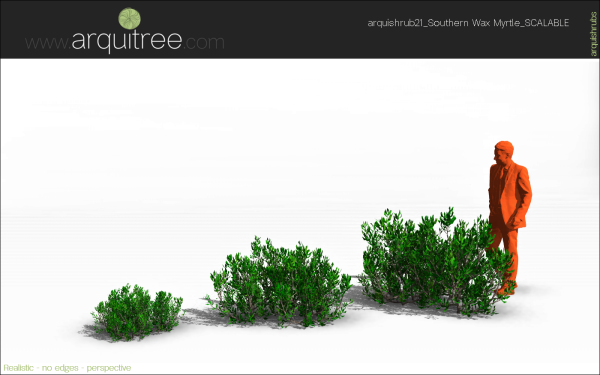 arquishrubpack06_Southern Wax Myrtle x 3 scalable - Image 16