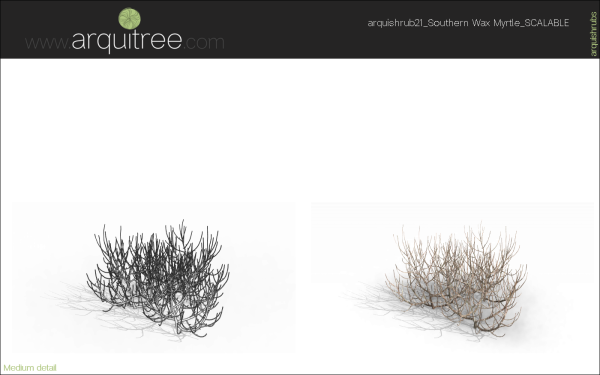arquishrubpack06_Southern Wax Myrtle x 3 scalable - Image 19