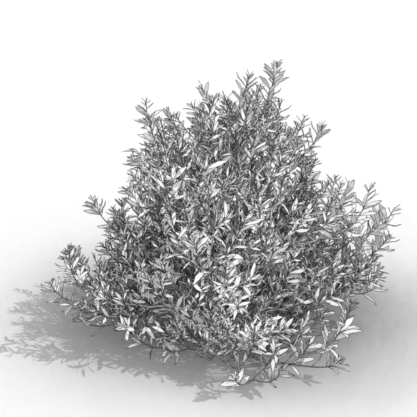 arquishrubpack06_Southern Wax Myrtle x 3 scalable - Image 21