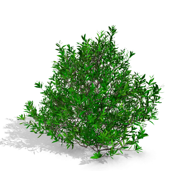 arquishrubpack06_Southern Wax Myrtle x 3 scalable - Image 22