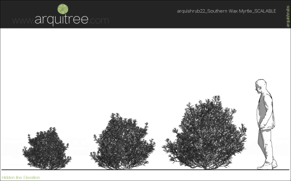 arquishrubpack06_Southern Wax Myrtle x 3 scalable - Image 23