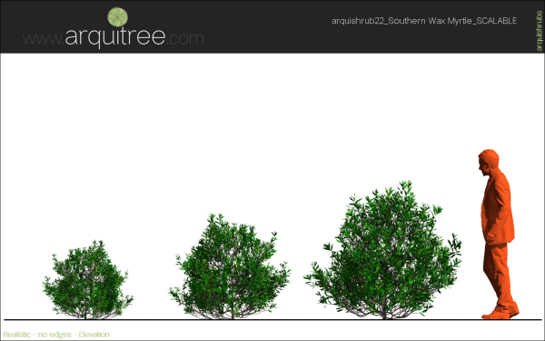 arquishrubpack06_Southern Wax Myrtle x 3 scalable - Image 24