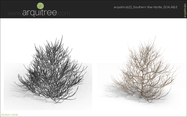 arquishrubpack06_Southern Wax Myrtle x 3 scalable - Image 29