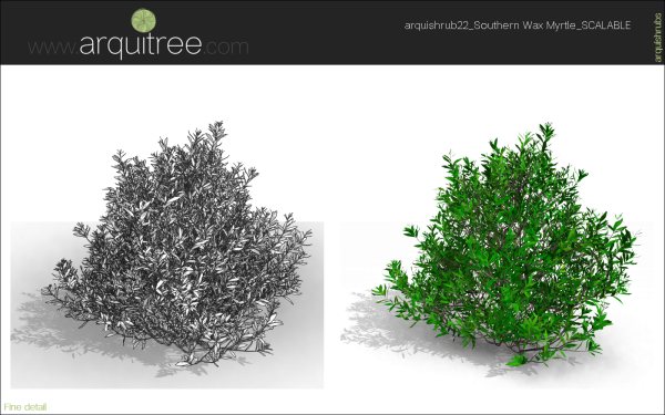arquishrubpack06_Southern Wax Myrtle x 3 scalable - Image 30
