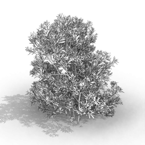 arquishrubpack06_Southern Wax Myrtle x 3 scalable - Image 31