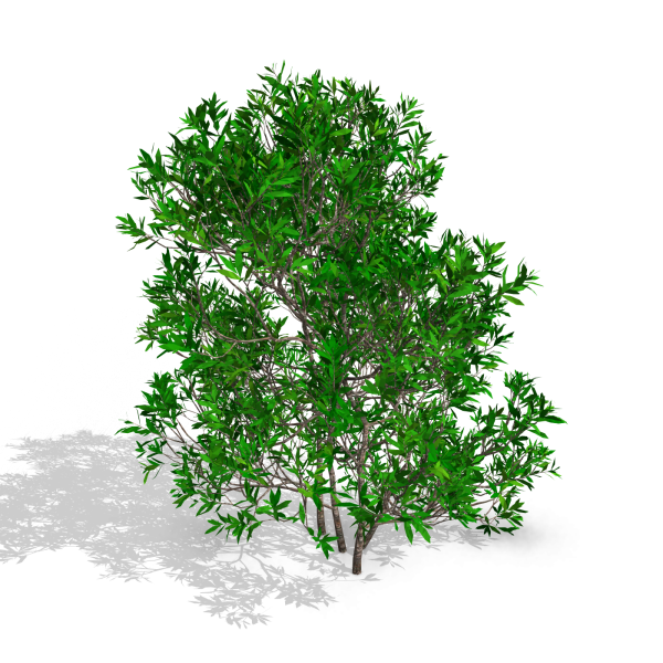 arquishrubpack06_Southern Wax Myrtle x 3 scalable - Image 32
