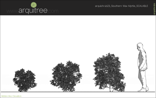 arquishrubpack06_Southern Wax Myrtle x 3 scalable - Image 33