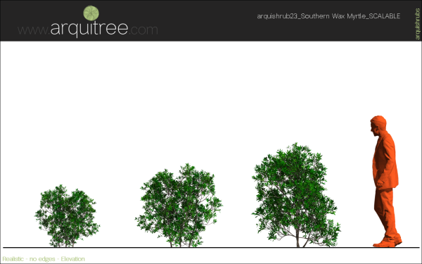arquishrubpack06_Southern Wax Myrtle x 3 scalable - Image 34