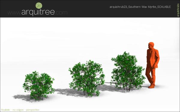 arquishrubpack06_Southern Wax Myrtle x 3 scalable - Image 36