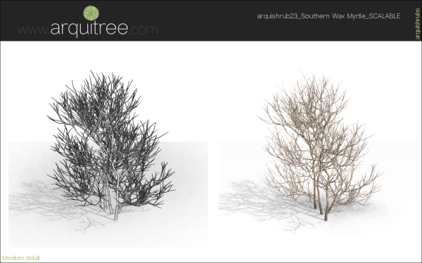 arquishrubpack06_Southern Wax Myrtle x 3 scalable - Image 39