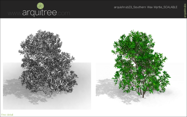 arquishrubpack06_Southern Wax Myrtle x 3 scalable - Image 40