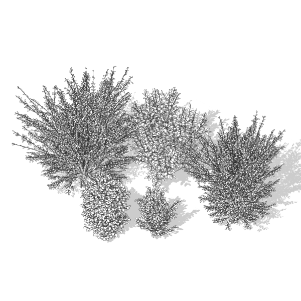 arquishrubpack03_Korean Privet x 5 scalable - Image 6