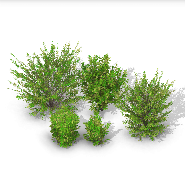 arquishrubpack03_Korean Privet x 5 scalable - Image 2