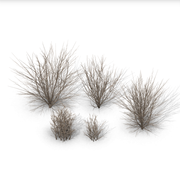 arquishrubpack03_Korean Privet x 5 scalable - Image 3