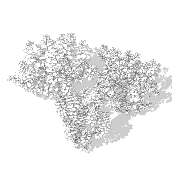 arquishrubpack04_Smoke Tree x 3 scalable - Image 6