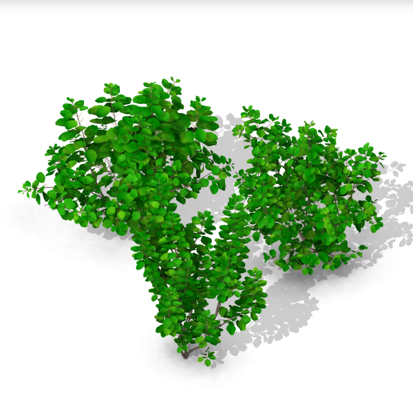 arquishrubpack04_Smoke Tree x 3 scalable - Image 2