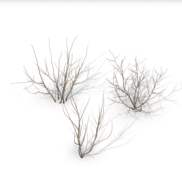 arquishrubpack04_Smoke Tree x 3 scalable - Image 3