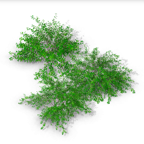 arquishrubpack05_Glossy Abelia x 3 scalable - Image 2