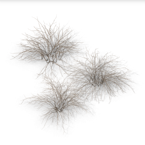 arquishrubpack05_Glossy Abelia x 3 scalable - Image 3