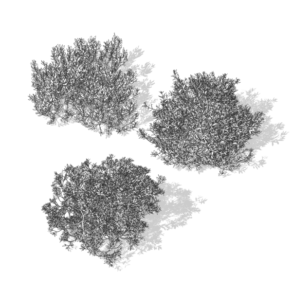 arquishrubpack06_Southern Wax Myrtle x 3 scalable - Image 6