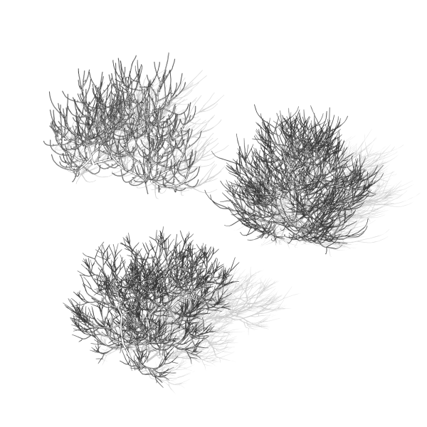 arquishrubpack06_Southern Wax Myrtle x 3 scalable - Image 7