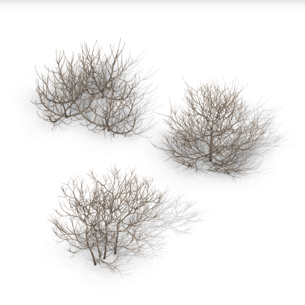 arquishrubpack06_Southern Wax Myrtle x 3 scalable - Image 3